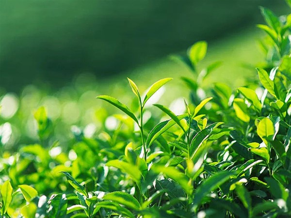 茶葉怎么樣存放處存放保質(zhì)效果好